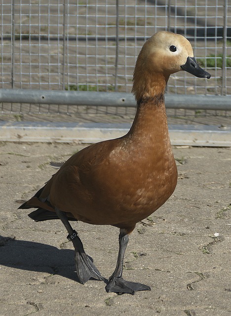 若能延续首